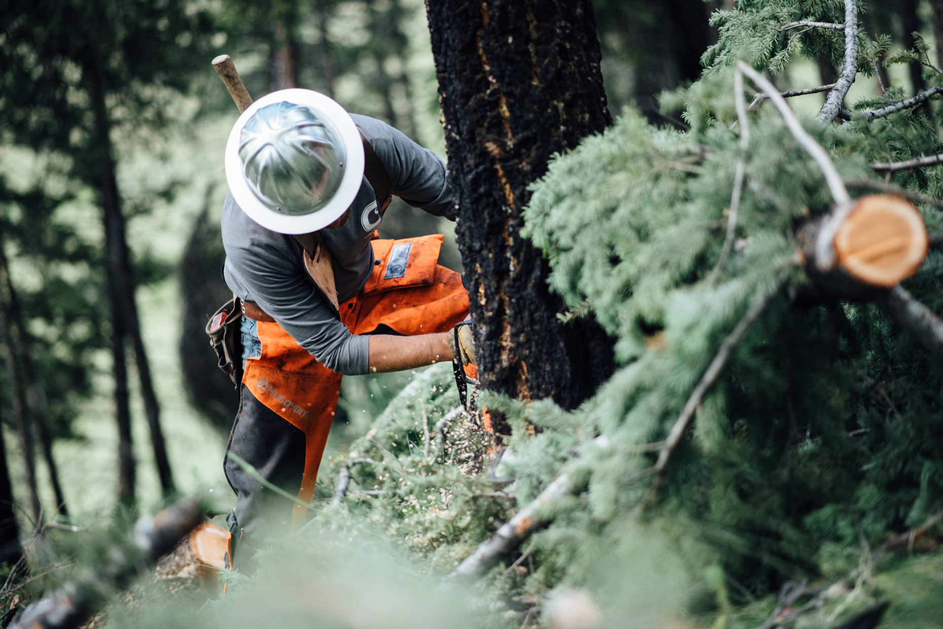 Logger using Stihl chainsaw in Montana. Isaac Miller Photography  | Agriculture & Industry Photographer  |  Commercial & Editorial photography  |   Missoula + San Antonio